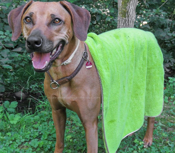 Hundehandtuch Pet Towel
