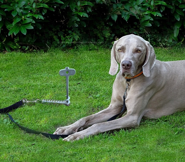 Hundehering – Bodenanker für Haustiere